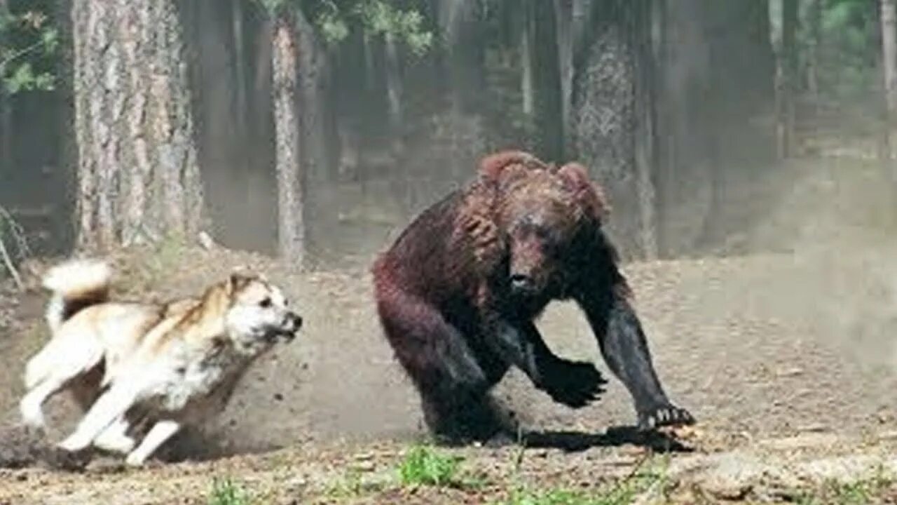 Медведь убил собак фото Top 7 Perros De Caza Mas Peligrosos En El Mundo - YouTube