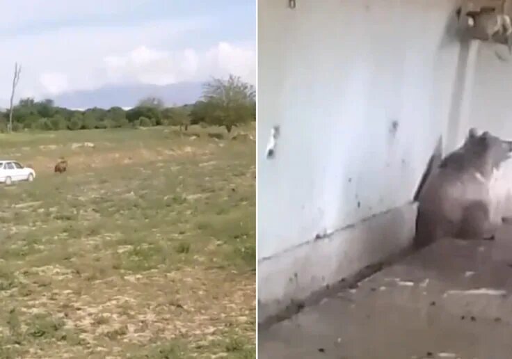 Медведь убил сына и отца телеграмм фото Правоохранителями возбуждено уголовное дело по факту убийства медведя в Кашкадар
