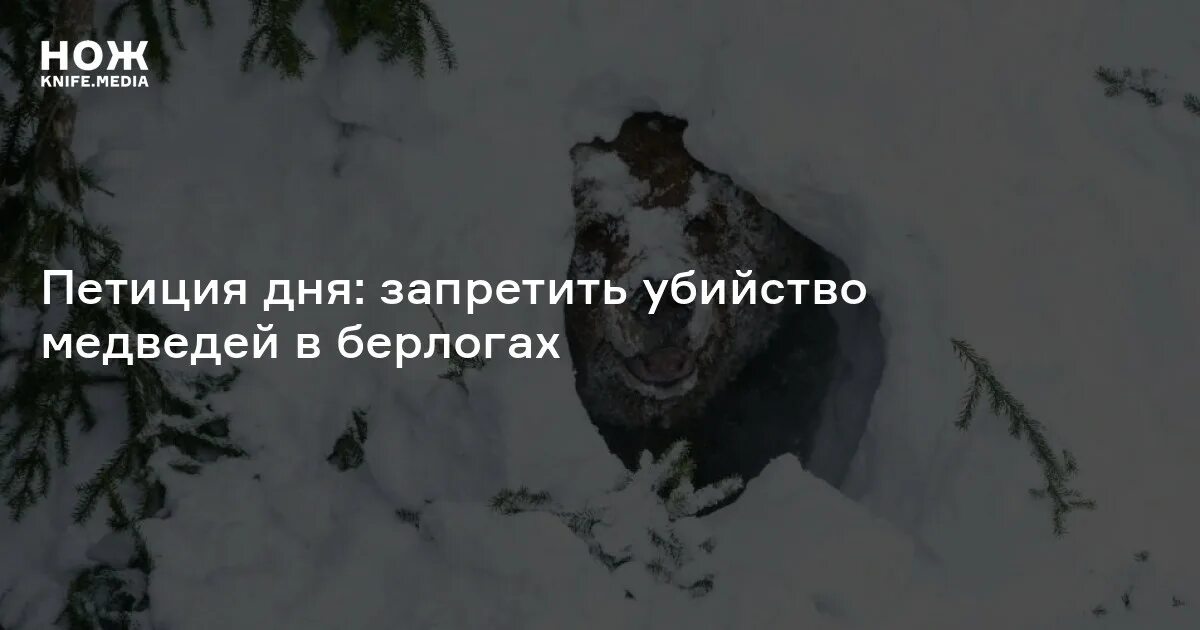 Медведь убил сына и отца телеграмм фото Петиция дня: запретить убийство медведей в берлогах - Нож