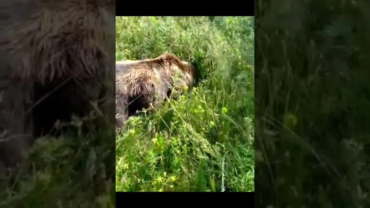 Медведь убил сына и отца телеграмм фото На Камчатке неизвестные убили медведя у поселка Завойко - YouTube