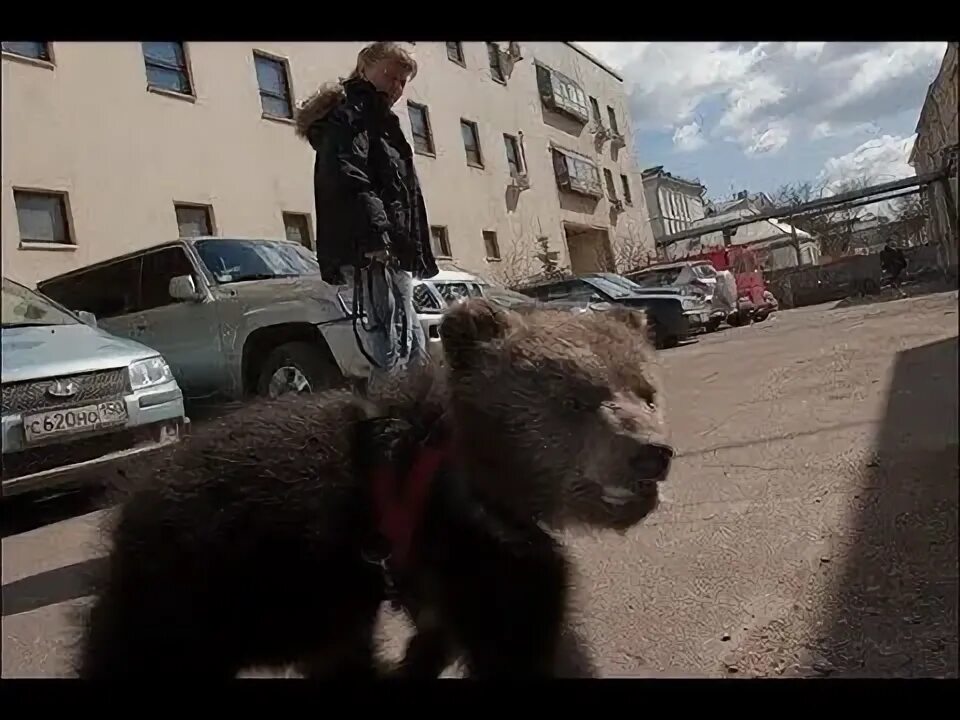 Медведь ул 9 мая 72 фото Russian bears. Live with people - YouTube