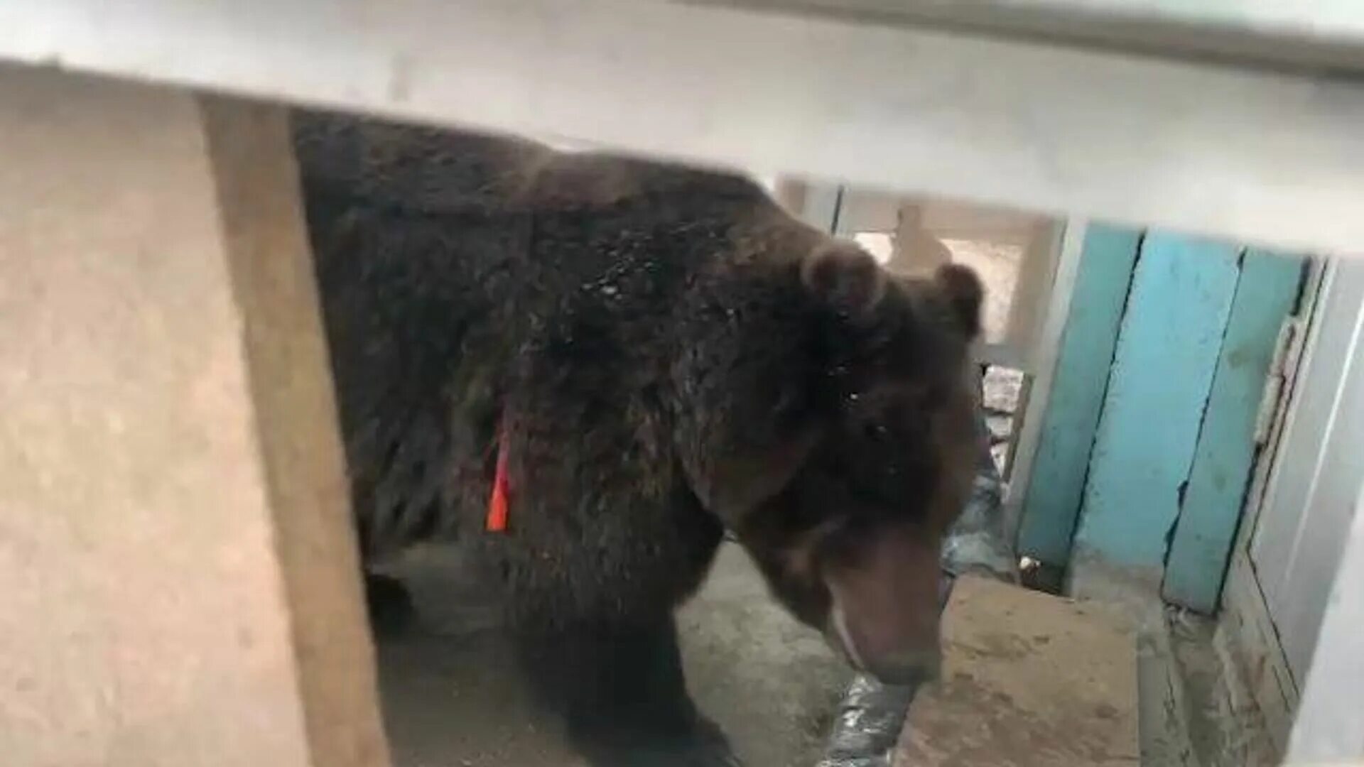 Медведь ул чапаева 1а фото В Подмосковье на крыше дома заметили львицу - РИА Новости, 26.03.2021