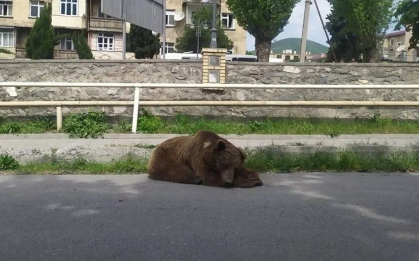 Медведь ул шевченко 82б фото Пойманного в центре Шеки медведя увезли в центр реабилитации - ВИДЕО - ОБНОВЛЕНО