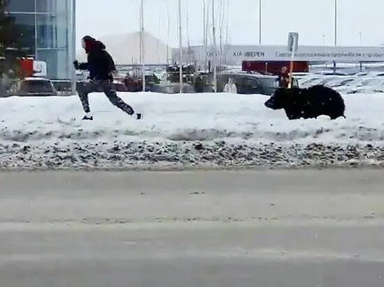 Медведь ул шилова 1 фото Забрать медведя из Нижневартовска готовы жители разных городов - МК Югра