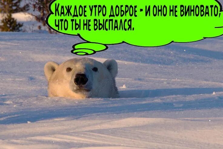 Медведь утром картинки прикольные Долгожданная пятница! Доброе утро, дорогие подписчики! Сегодня в Лабытнанги ожид