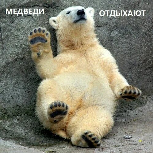Медведь утром картинки прикольные Bears, Bulls and moose are all good for Canada's economy - MQL4 and MetaTrader 4