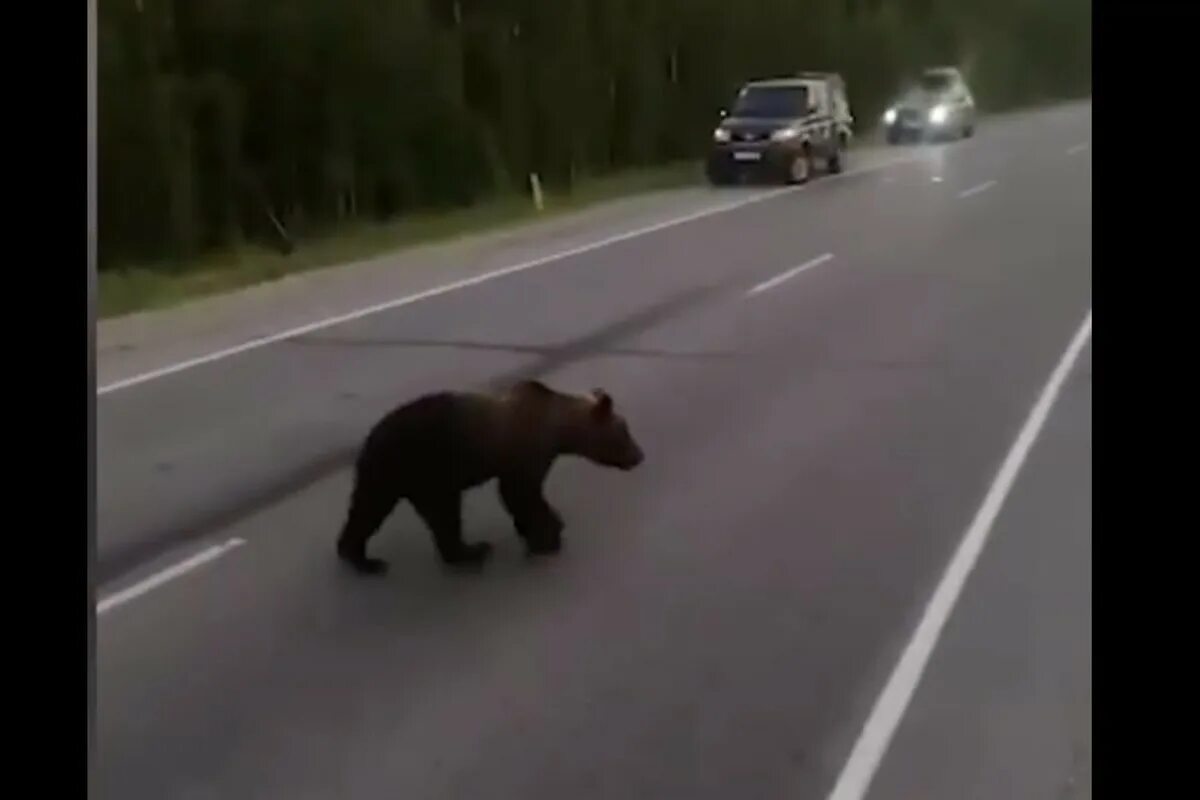 Медведь в 1 тонну убит фото В России автомобилисты-живодеры расстреляли гулявшего вдоль трассы медвежонка - 