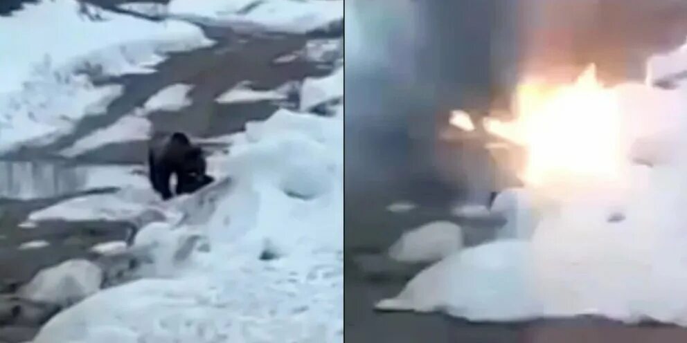 Медведь в 1 тонну убит фото На Дальнем Востоке полиция проверит видео с жестоким убийством медведя: Новости