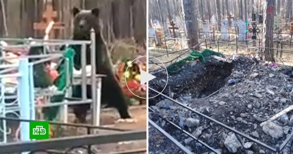 Медведь в 1 тонну убит фото Жители Нижнего Тагила пожаловались на медведя-трупоеда
