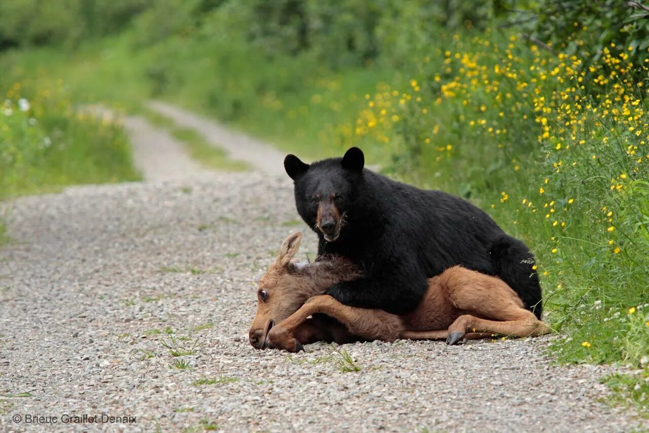 Медведь в дикой природе фото The unexpected hunter Wildlife Photographer of the Year Natural History Museum