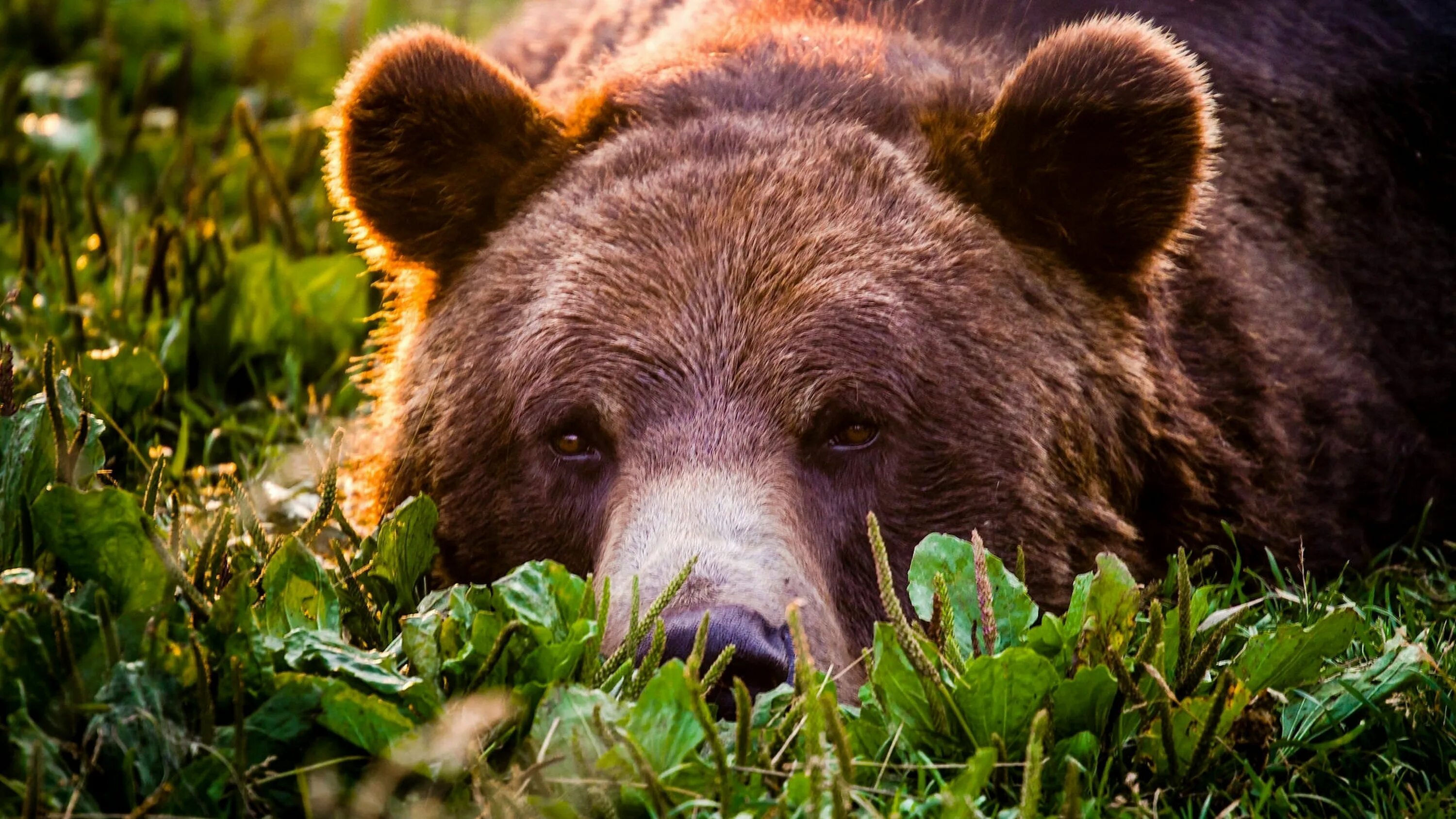 Медведь в дикой природе фото Pin en Animals - Bear