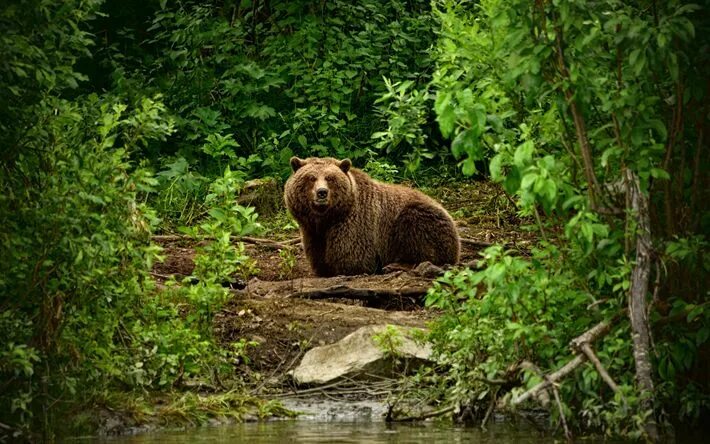 Медведь в дикой природе фото Download wallpapers grizzly, bear, forest, USA, wildlife for desktop free. Pictu