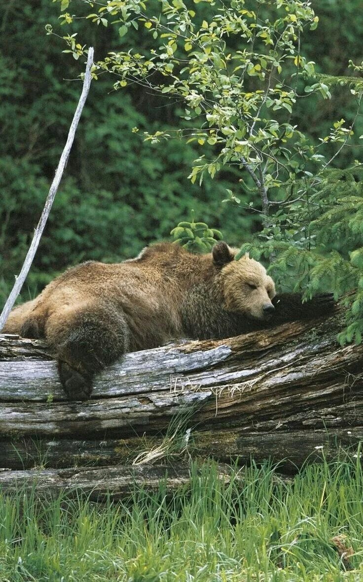 Медведь в дикой природе фото Taking a Bear Nap! Animals wild, Nature animals, Brown bear