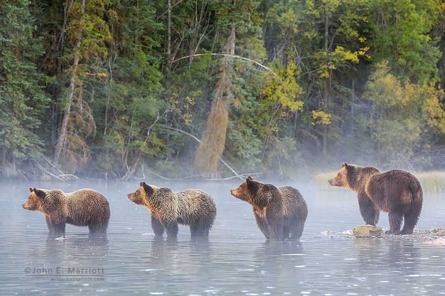 Медведь в дикой природе фото Pin on Oh Canada