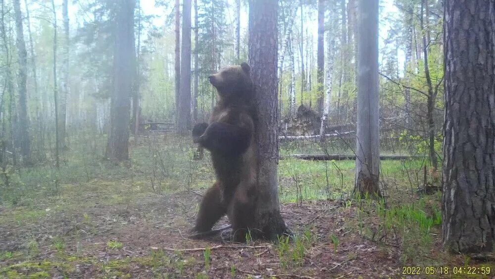 Медведь в фото ловушке Мир диких животных. Какие тайны скрывает Окский заповедник в Рязани? АиФ-Рязань 