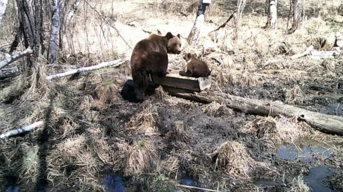 Медведь в фото ловушке Сбежавший из заказника медведь вышел к селу в Новосибирской области Весь Искитим