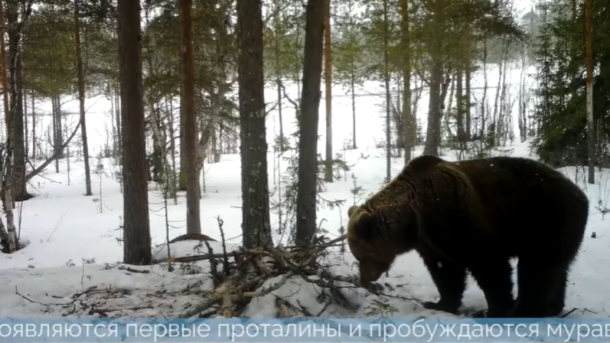 Медведь в фото ловушке Сейчас вылетит мишка: косолапые попали на фотоловушки в Лапландском заповеднике 