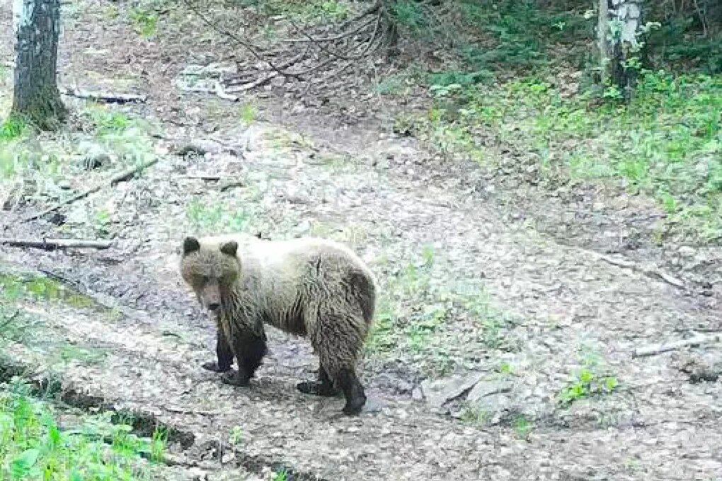 Медведь в фото ловушке На Таганае медведь попал в объектив фотоловушки - МК Челябинск