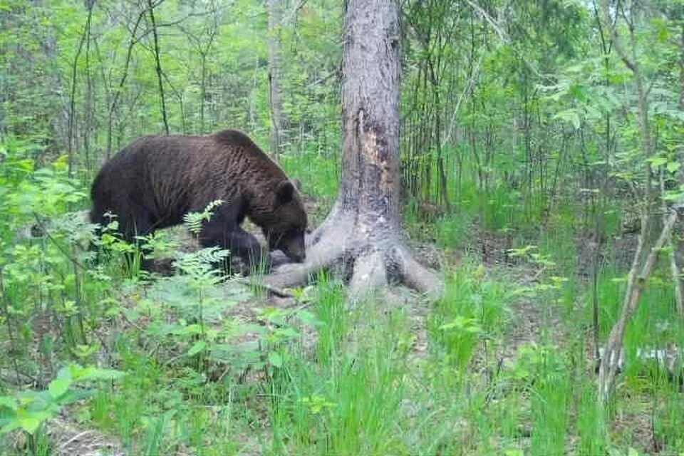 Медведь в фото ловушке Наверное, мечтает о кабанчике". В Окском заповеднике под Рязанью заметили редког