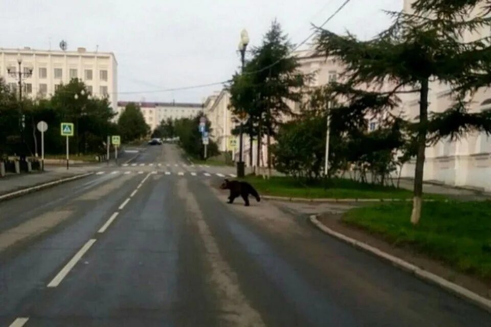 Медведь в городе фото Молодой медведь пробежал половину Магадана и был убит во дворе школы в центре го