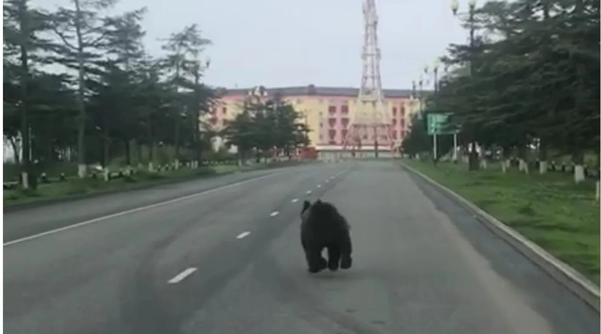 Медведь в городе фото Молодого медведя застрелили в центре Магадана - PrimaMedia.ru
