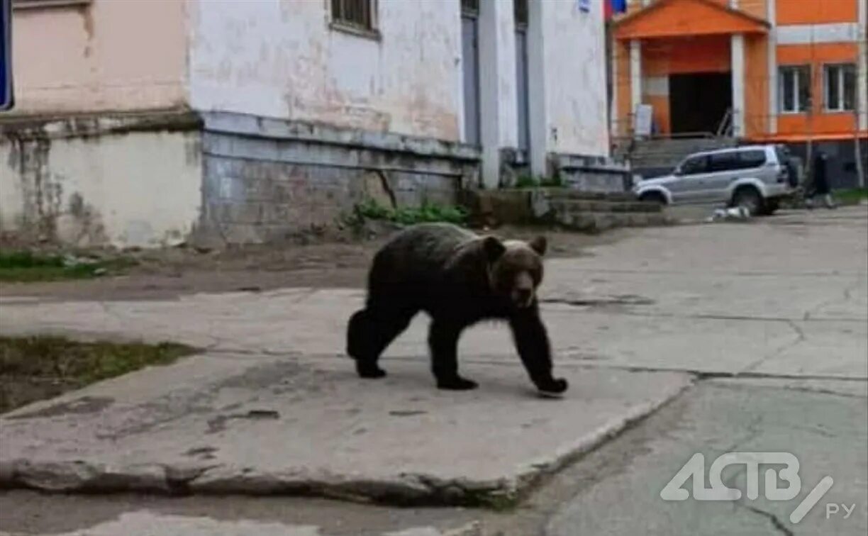 Медведь в городе фото На Сахалине к Дому культуры, где прошёл спектакль "Маша и медведь", вышел настоя