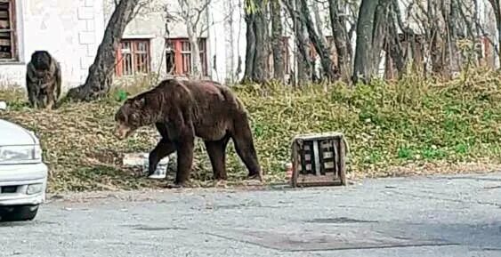 Медведь в городе фото Полиция ищет медведей на улицах Петропавловска: Яндекс.Новости