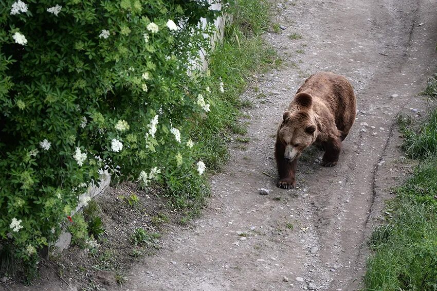 Медведь в городе фото В Кузбассе медведь сломал ногу пасечнику - Российская газета