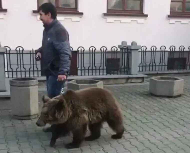 Медведь в городе фото В центре Харабовска выгуливали медведя на поводке - фото