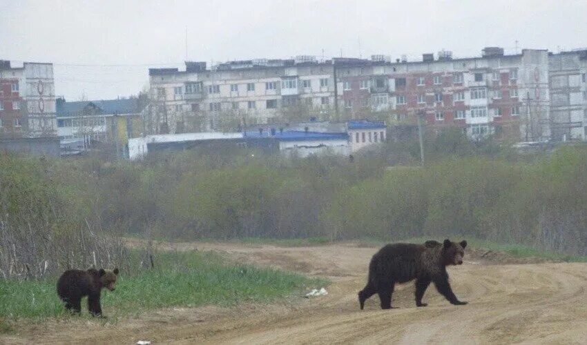 Медведь в городе фото По улицам северного городка с утра спокойно разгуливают медведи Sakh.online Дзен