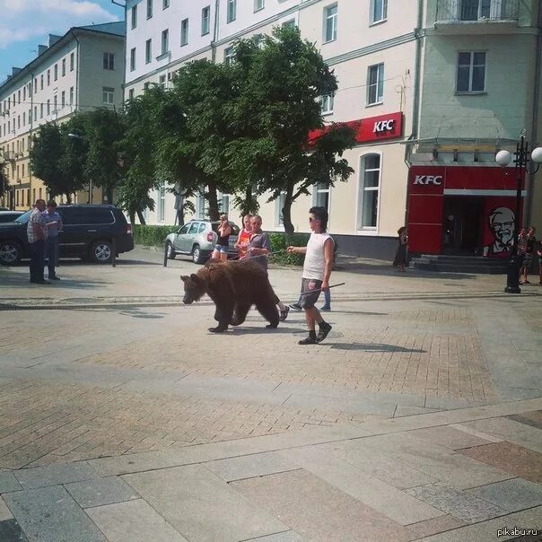 Медведь в городе фото А Вы все Челябинск Пикабу