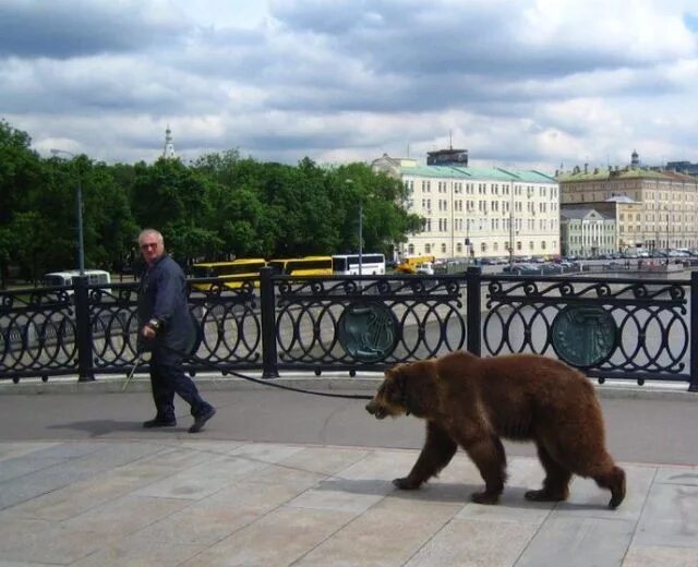 Медведь в городе фото Медведи на улицах России Медведь, Россия, Улица