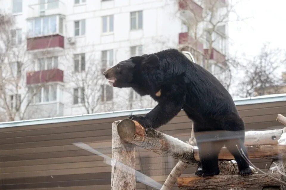 Медведь в городе фото Замечен в центре города": медведь, напавший на пенсионера, бродит по Партизанску