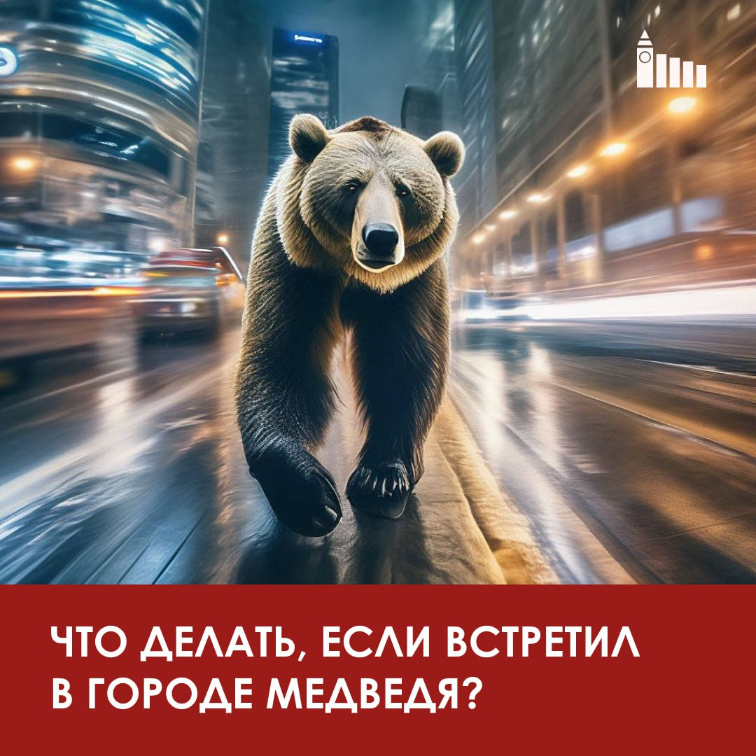 Медведь в городе фото Жителям Красноярска рассказали, что делать при встрече с медведем. Красноярский 