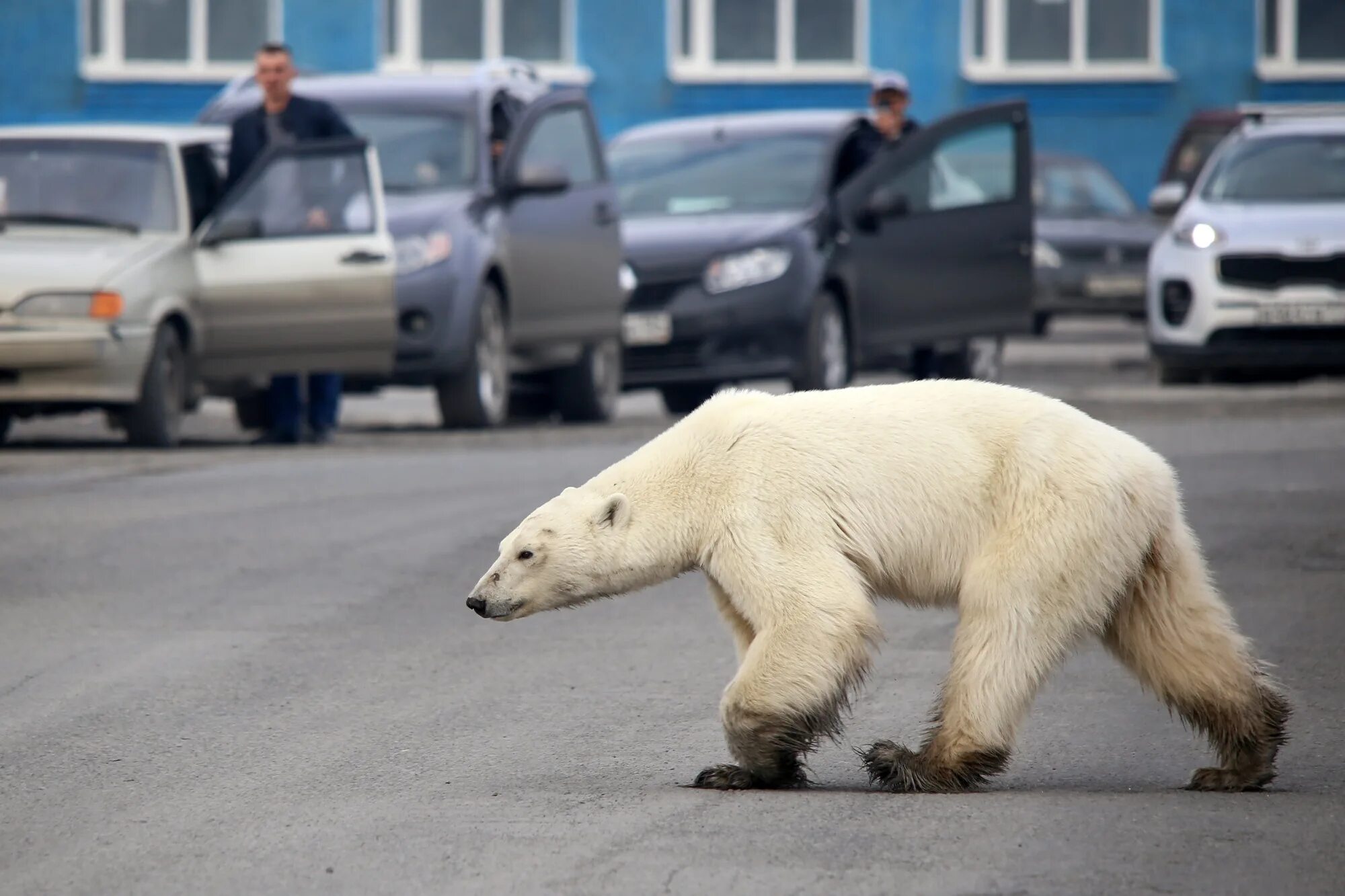 Медведь в городе фото Polar Bear Spotted in Russian City, Far From Normal Habitat - Bloomberg