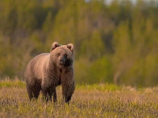 Медведь в калужской области фото Россия - главные новости и последние события - страница 17802