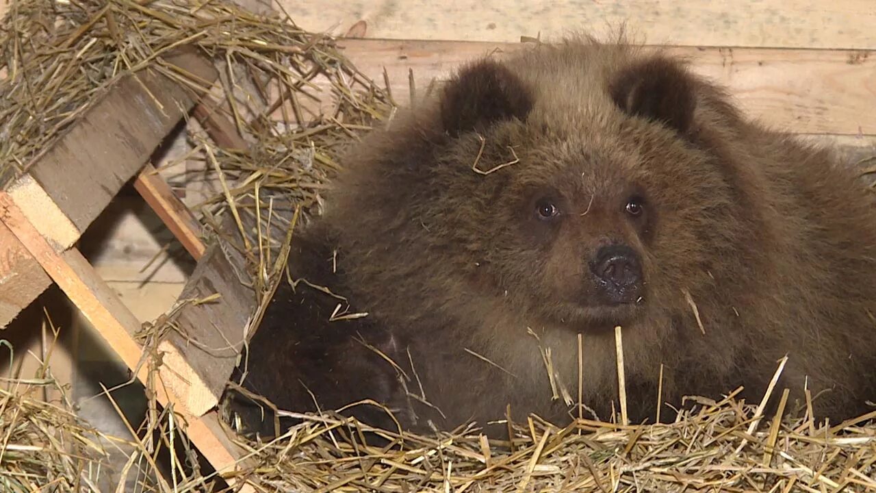 Медведь в калужской области фото Медведица Маша добралась из Камчатки в Калугу