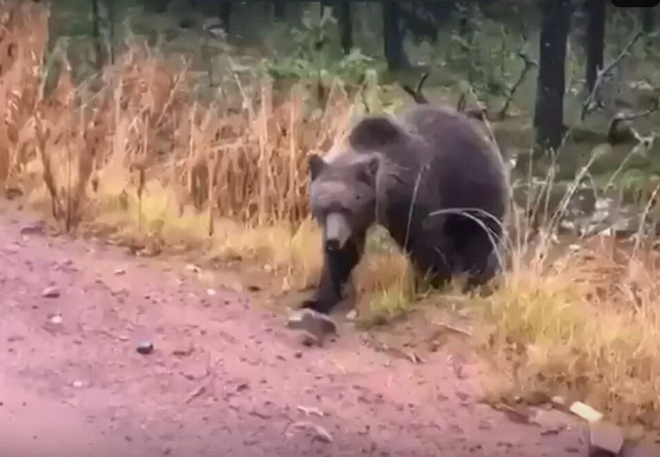 Медведь в калужской области фото Медведя из Заполярья приняли за людиновского Происшествия Селдон Новости