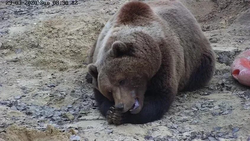 Медведь в калужской области фото Знаменитый калужский медведь едва не сгорел из-за пала травы - Происшествия - Но