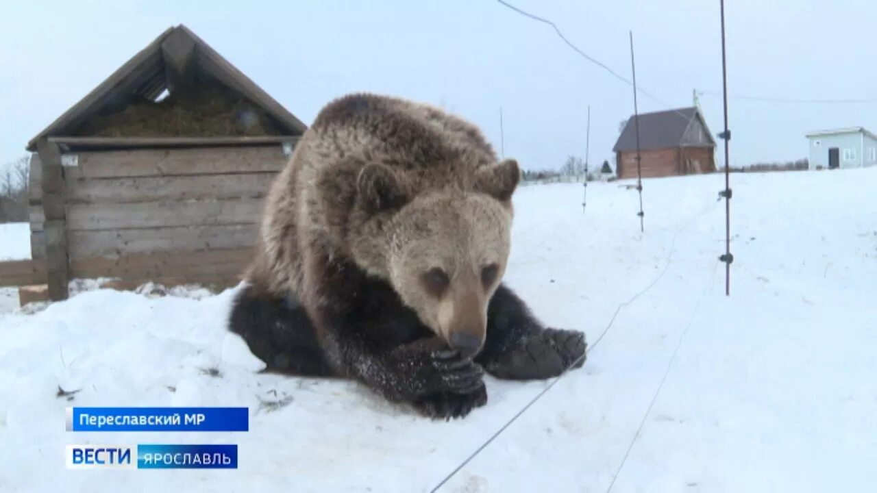 Медведь в калужской области фото У фермера из Ярославской области живет настоящий медведь - YouTube
