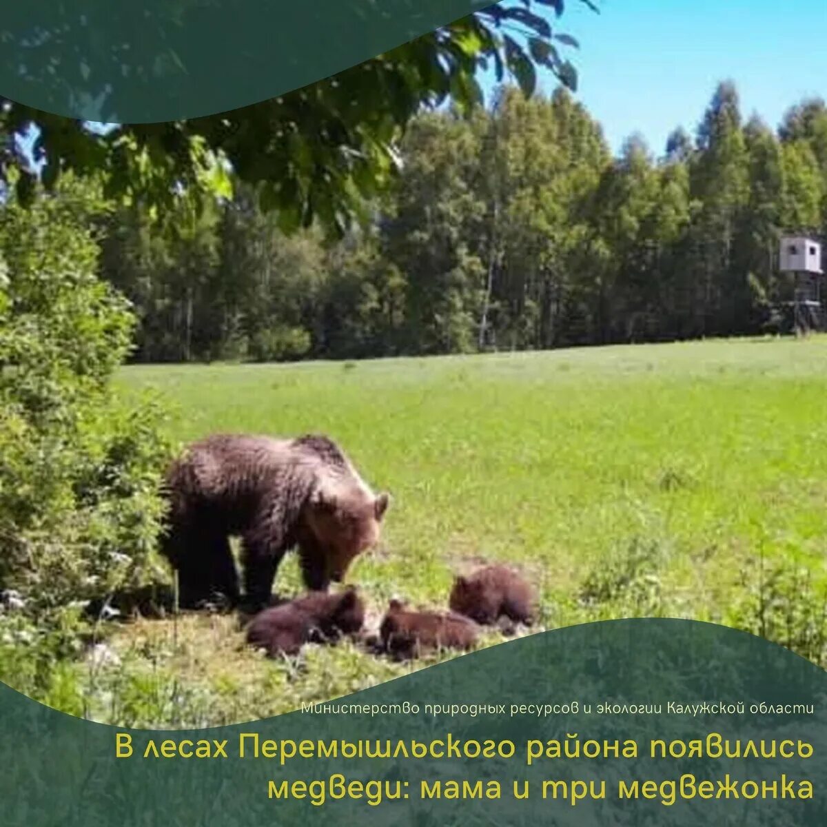 Медведь в калужской области фото За последние пару лет количество медведей на территории Калужской области. Минпр