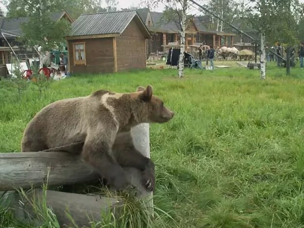 Медведь в калужской области фото Медведи разгуливают по селам Алтая и нападают на животных