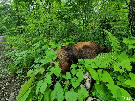 Медведь в кустах фото Московский блоггер перепутал труп медведя и чучело во время пробежки по Садгород