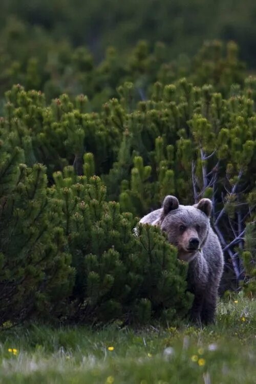 Медведь в кустах фото r2—d2: Wild Bear Wild animals pictures, Bear stuffed animal, Animals wild