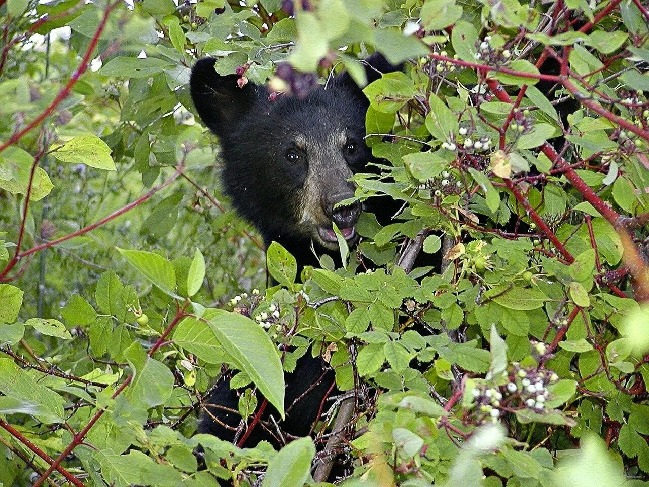 Медведь в кустах фото New Jersey Governor Cancels Emergency Bear Hunt Field & Stream