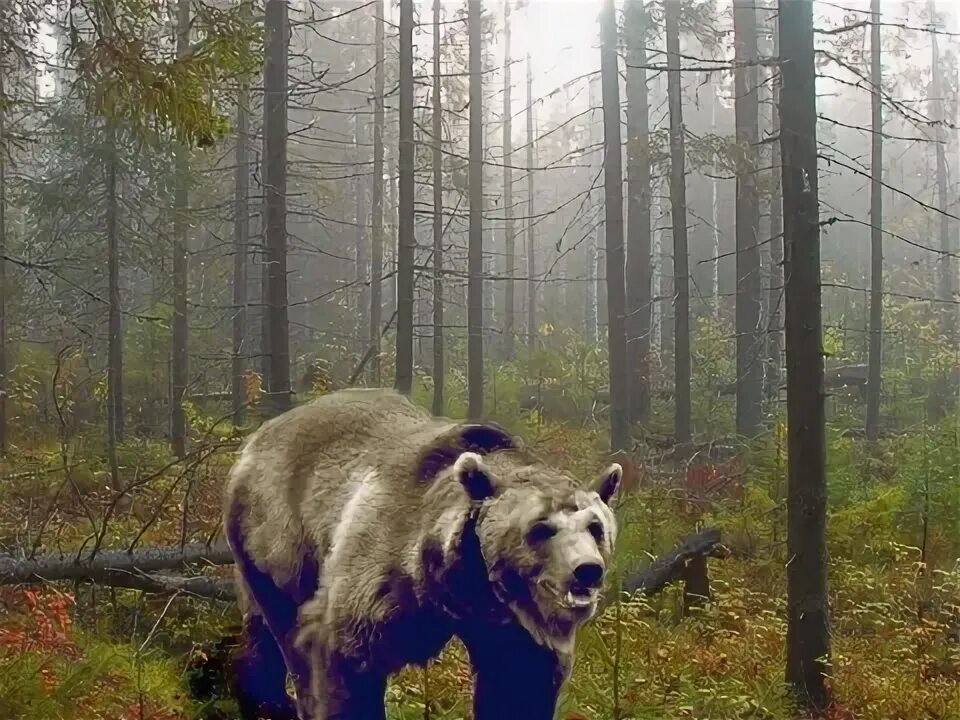 Медведь в лесу фото реальные Край ты мой, леса да ветры" Вятский художественный музей В. М и А. М. Васнецовых