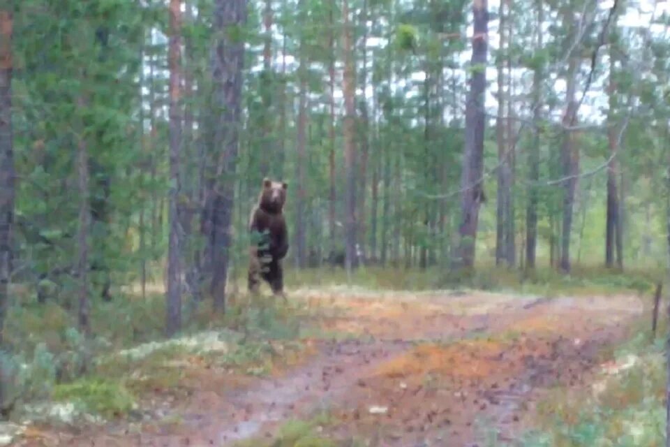 Медведь в лесу фото реальные Возле Надыма вновь появились медведи