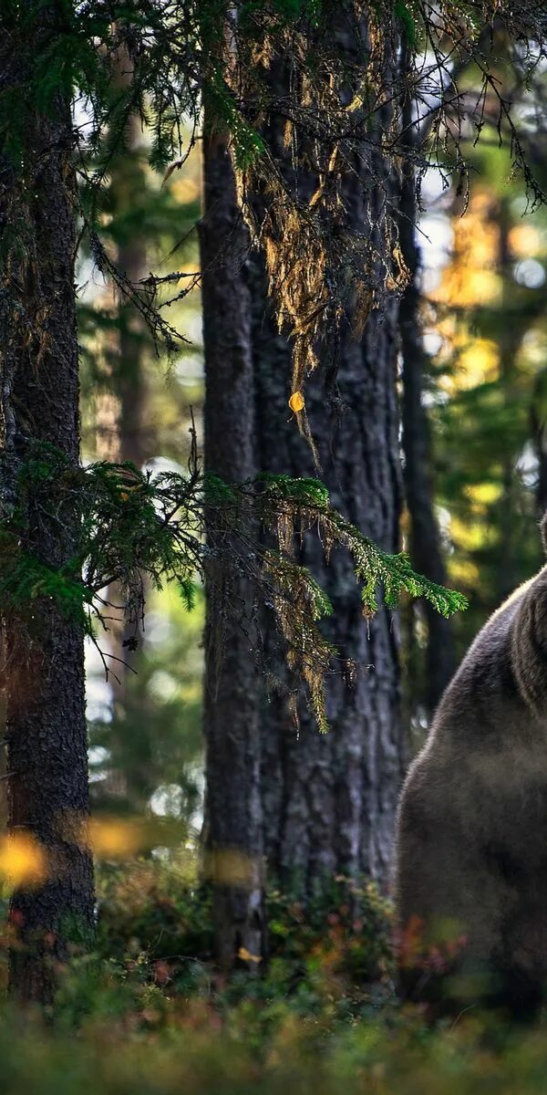 Медведь в лесу фото реальные Mobile wallpaper: Bears, Bear, Animal, 444508 download the picture for free.