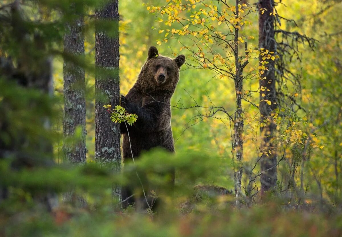 Медведь в лесу фото реальные Brown Bear in the autumn woods Brown bear, Bear, Black bear