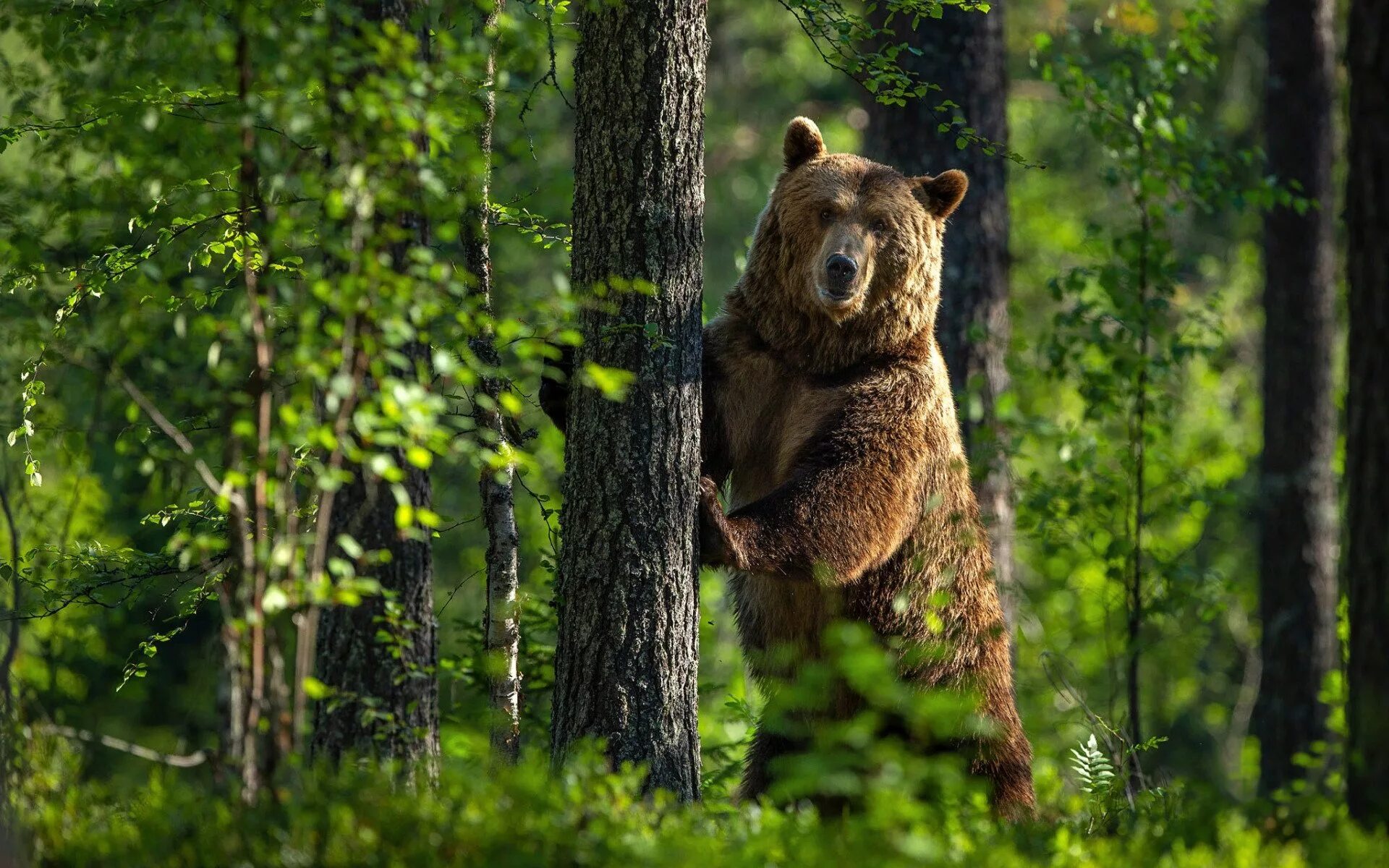 Медведь в лесу фото реальные ЕДДС предупреждает